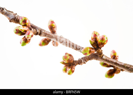 Extremität von einem Kirschbaum im frühlingshaften Stockfoto