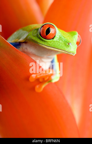 Frosch in einer Anlage - rotäugigen Baumfrosch aus einem Guzmanie herausschauen. Nahaufnahme, Schwerpunkt Auge. Stockfoto