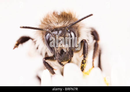 Mining Bee bodenbewohnende Biene (Andrena) Stockfoto