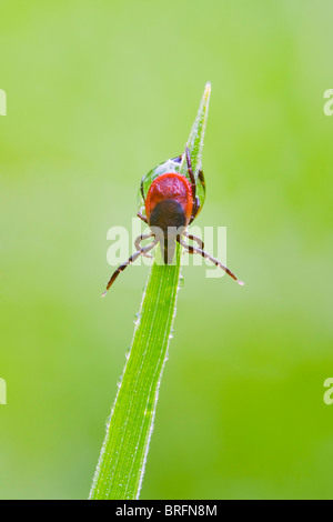 Zecke ((Ixodes Ricinus) Stockfoto