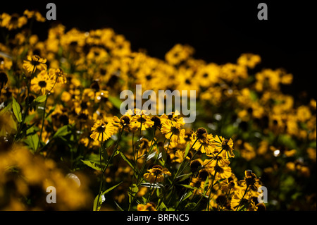 Helenium 'Riverton Beauty' in Blüte Stockfoto