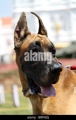 Deutsche Dogge auf der 23. All India Open Hundeausstellung statt ChandraSekharan Nair Stadion, Thiruvananthapuram, Kerala, Indien Stockfoto