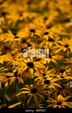 Sonnenhut, Rudbeckia Fulgida var. 'Deamii' in Blüte Stockfoto