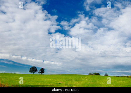 Bäume Rasen Himmel Shipley Land Park England uk Stockfoto