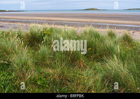 Dünengebieten Grass auf den Sanddünen am Schären Beach, North County Dublin, Irland Stockfoto