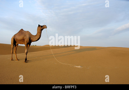 Kamel in der Wüste, Stockfoto