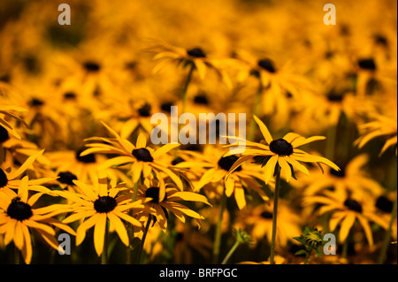 Sonnenhut, Rudbeckia Fulgida var. 'Deamii' in Blüte Stockfoto