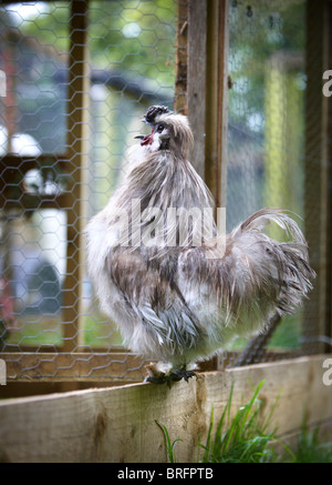 Blaue Silkie seidig Huhn Stockfoto