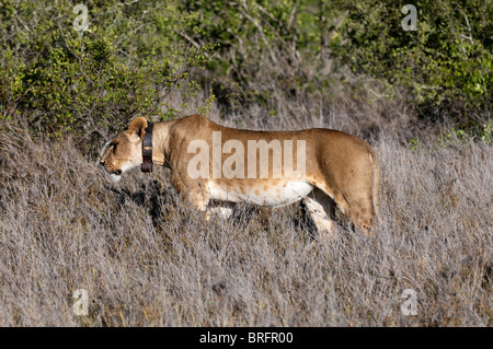 Löwin mit Tracking-Kragen. Wohnen mit Löwen GPS monitoring-Programm, Loisaba Wildnis Conservancy, Laikipia, Kenia. Stockfoto