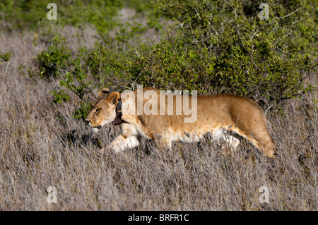 Löwin mit Tracking-Kragen. Wohnen mit Löwen GPS monitoring-Programm, Loisaba Wildnis Conservancy, Laikipia, Kenia. Stockfoto