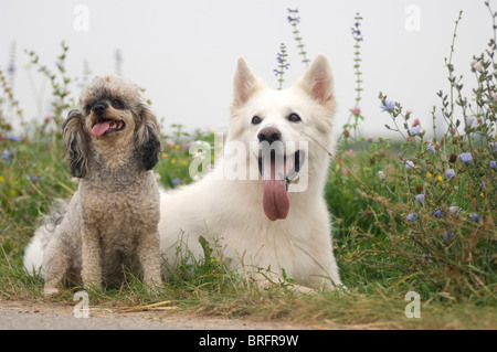 Weiße Schweizer Schäferhund und Zwergpudel Stockfoto