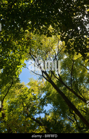 Baldachin aus Mischwald - Indre-et-Loire, Frankreich. Stockfoto