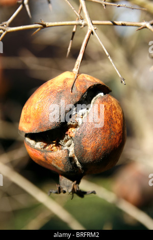 alten Granatäpfel auf Baum in Italien Stockfoto