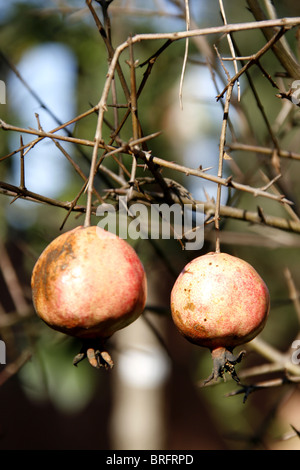 alten Granatäpfel auf Baum in Italien Stockfoto