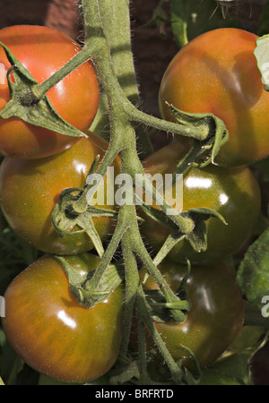 Tomaten Reifen an den Rebstöcken im hellen Sonnenschein in einem Garten Cheshire England Vereinigtes Königreich UK Stockfoto