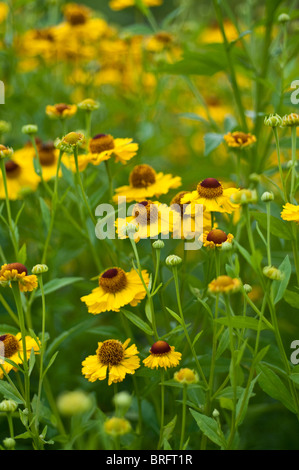 Helenium RIVERTON Schönheit Stockfoto