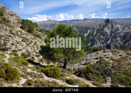 Huenes und Cerro Gordo Bereich Sierra Nevada National Park Spanien Europa Stockfoto