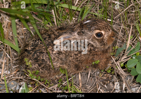 Brown-Feldhase (Lepus Europaeus), Leveret Gras. Stockfoto