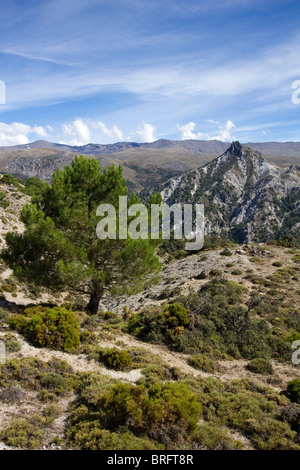 Huenes und Cerro Gordo Bereich Sierra Nevada National Park Spanien Europa Stockfoto