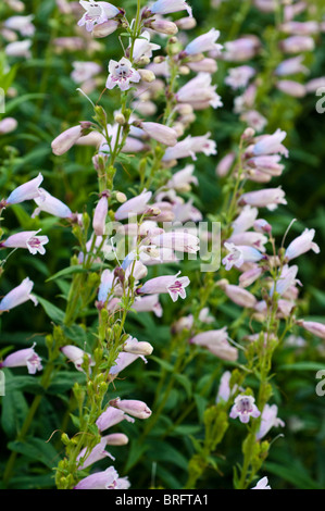 Penstemon MOTHER OF PEARL Blumen Stockfoto