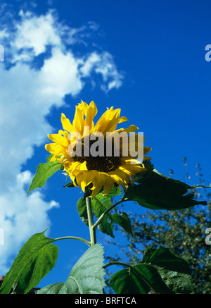 Nahaufnahme des einzigen Sonnenblume gegen blauen Himmel Stockfoto