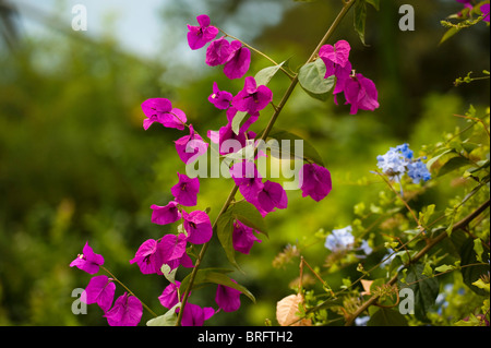 Bougainvillea und Cape Leadwort, Plumbago Auriculata, in Blüte Stockfoto