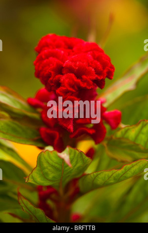 Hahnenkamm, Celosia Argentea 'Chef de Melange' in Blüte Stockfoto