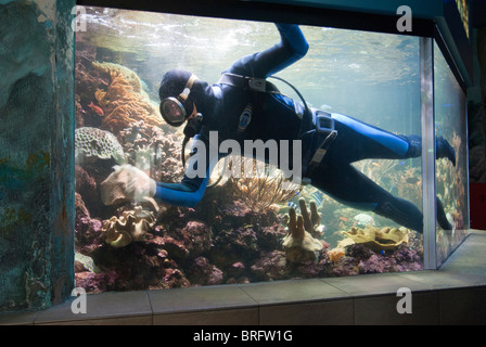 Scuba Diver Reinigung ein großes Aquarium auf Sentosa Island, Singapur Stockfoto