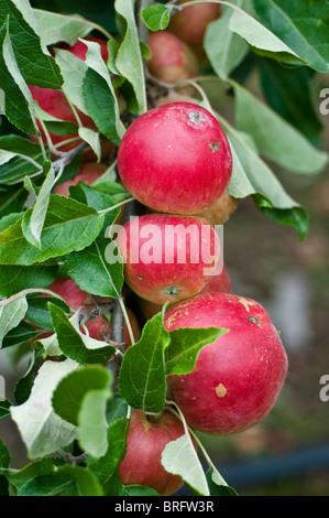 Äpfel am Baum wachsen Stockfoto