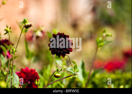 Dahlie 'Arabian Night' in Blüte Stockfoto