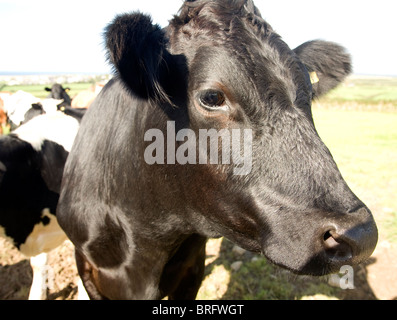 Kuhkopf hautnah Stockfoto