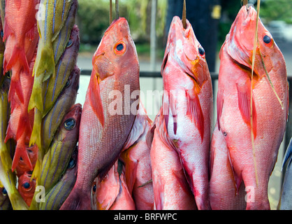 Französisch-Polynesien, Papeete, Tahiti, Gesellschaftsinseln. Bunte Fische Fang des Tages hängt auf dem Display. Stockfoto