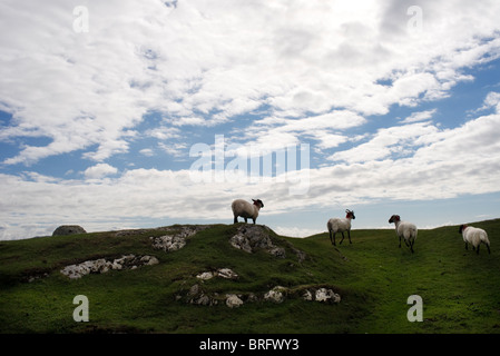 Schafe auf den Thallabawn Sanddünen, County Mayo, Irland Stockfoto