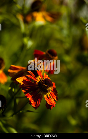 Helenium 'Riverton Gem' in Blüte Stockfoto