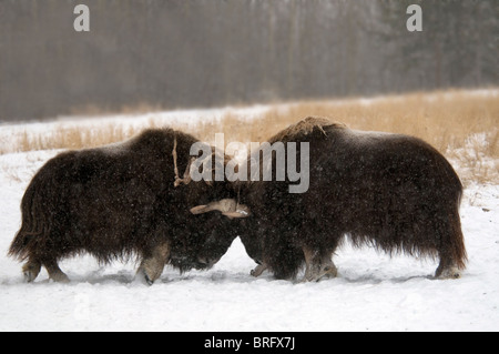 Moschusochsen Ovibos Moschatos-Bullen kämpfen Yukon Wildlife Preserve-Kanada-2008 Stockfoto