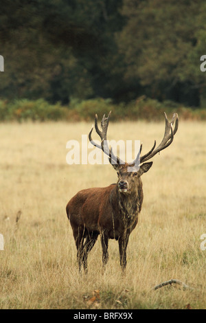 Rotwild-Hirsch (Cervus Elaphus) Stockfoto