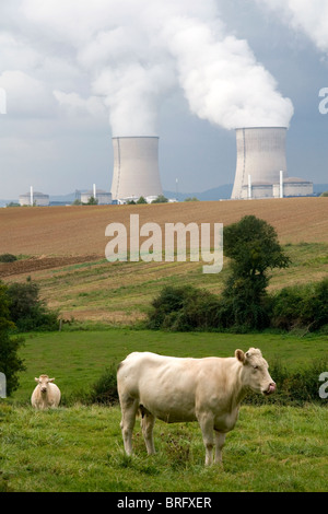 Rinder weiden in der Nähe von Cattenom Kernkraftwerk in Cattenom Gemeinde entlang der Mosel in Frankreich gelegen. Stockfoto