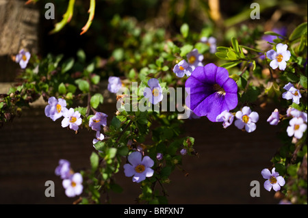 Bunte Anzeige der Sommer Beetpflanzen in einem container Stockfoto
