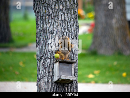 Eichhörnchen Essen Apfel Stockfoto