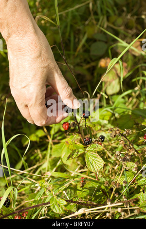 Reife Brombeeren gepflückt von der wilden Hecke. Stockfoto