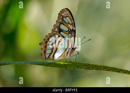 Malachit (Siproeta stelenes) Schmetterling. Foto in Chiriqui, Panama. Stockfoto