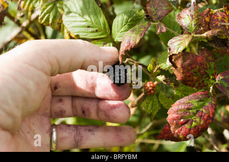 Reife Brombeeren gepflückt von der wilden Hecke. Stockfoto