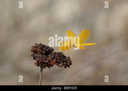 Thront Dragonfly in Pasadena, Kalifornien fotografiert. Stockfoto