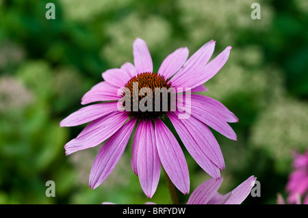 Echinacea Purpurea MAGNUS Sonnenhut Stockfoto