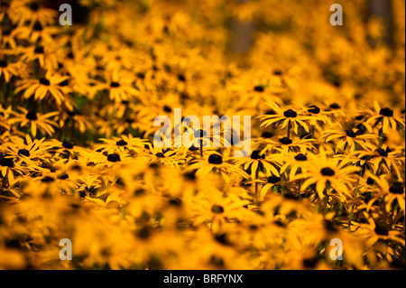 Sonnenhut, Rudbeckia Fulgida var. 'Deamii' in Blüte Stockfoto