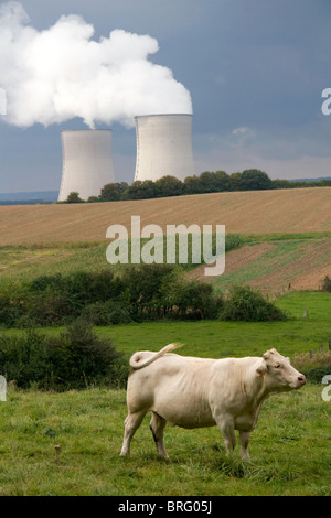 Rinder weiden in der Nähe von Cattenom Kernkraftwerk in Cattenom Gemeinde entlang der Mosel in Frankreich gelegen. Stockfoto