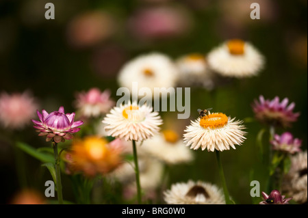 Helichrysum Bracteatum, Strohblumen, in voller Blüte Stockfoto