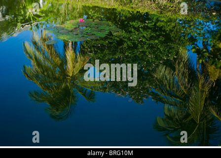 Reflexion in einem Teich, Antigua, West Indies, Karibik, Mittelamerika Stockfoto