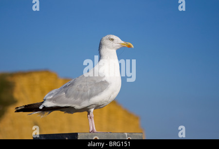 Möwe mit ausrangierten Angelschnur um seinen Körper gewickelt Stockfoto