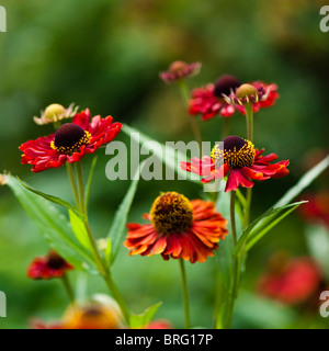 Helenium Autumnale rote Hybriden in Blüte Stockfoto